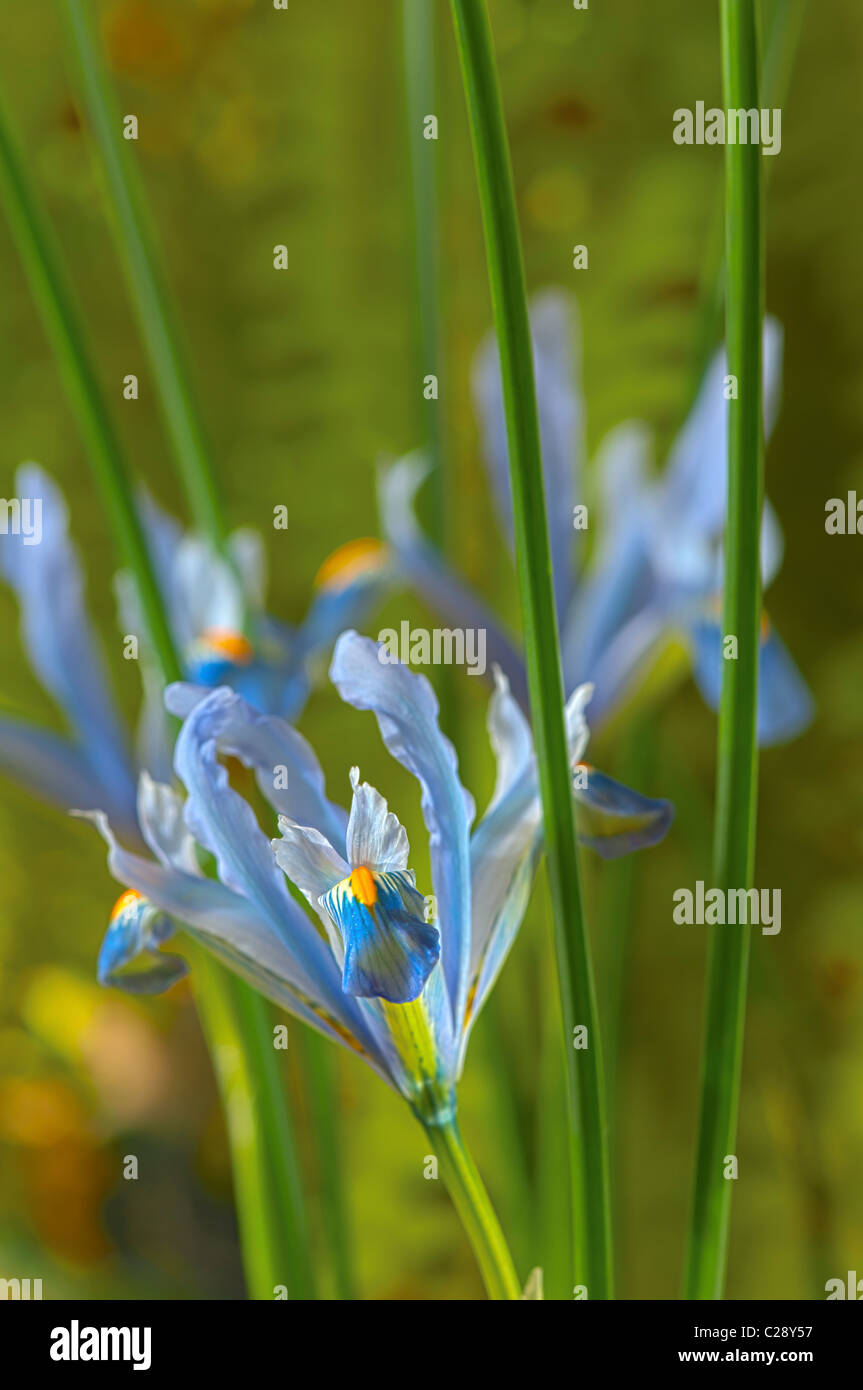 Iris reticulata Cantab bulbous winter flower dwarf February violet light blue garden plant Stock Photo