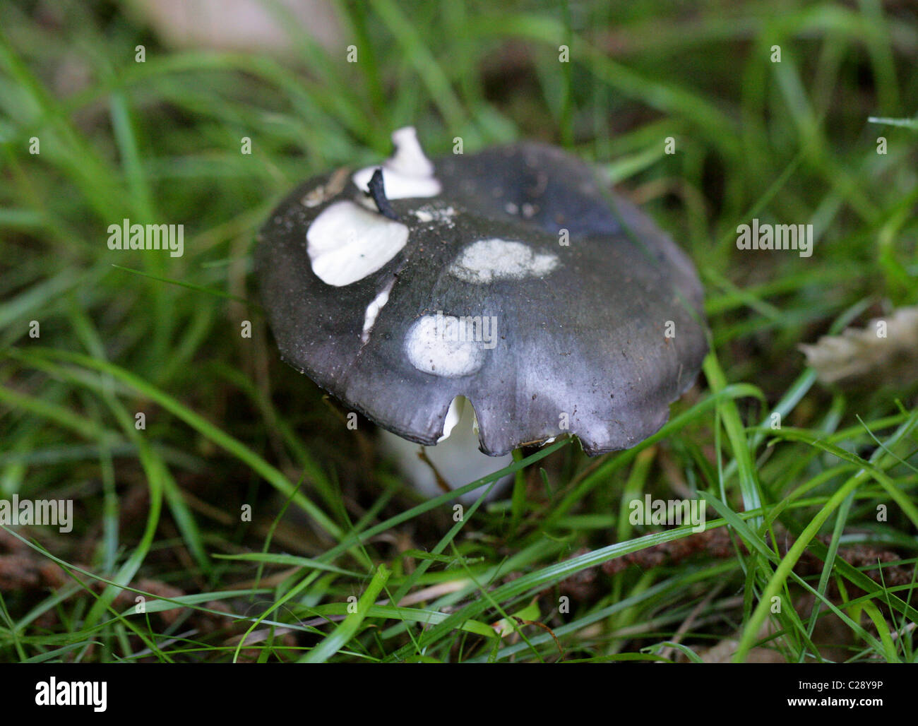 Charcoal burner mushroom hires stock photography and images Alamy