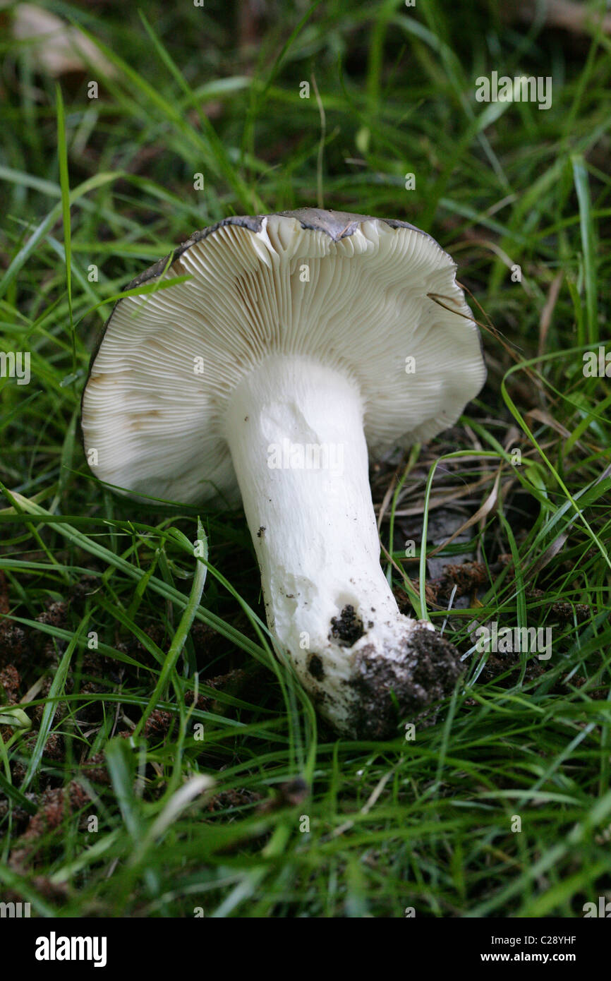 Charcoal Burner Fungus, Russula cyanoxantha, Russulaceae. September