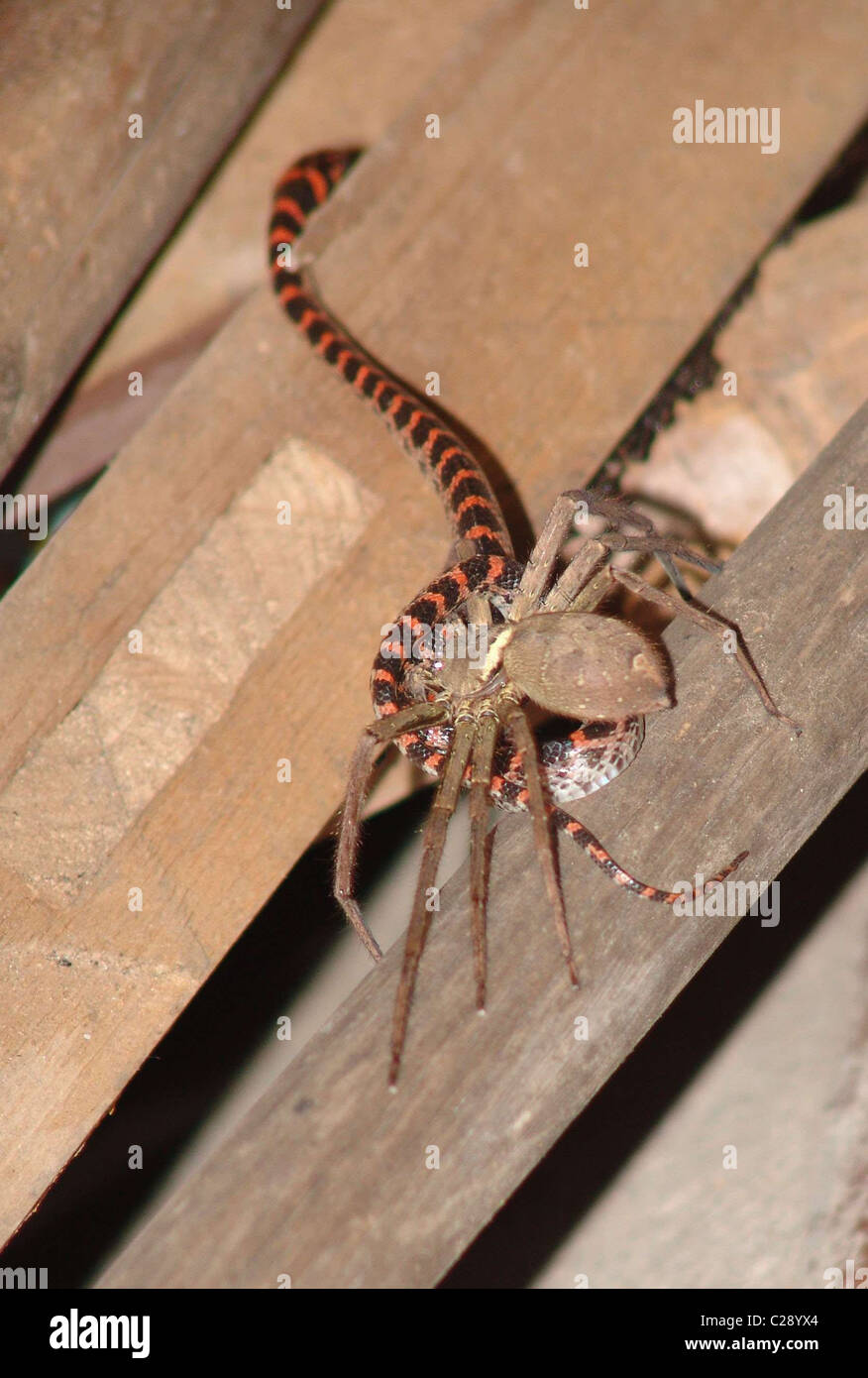 australian spider eating snake