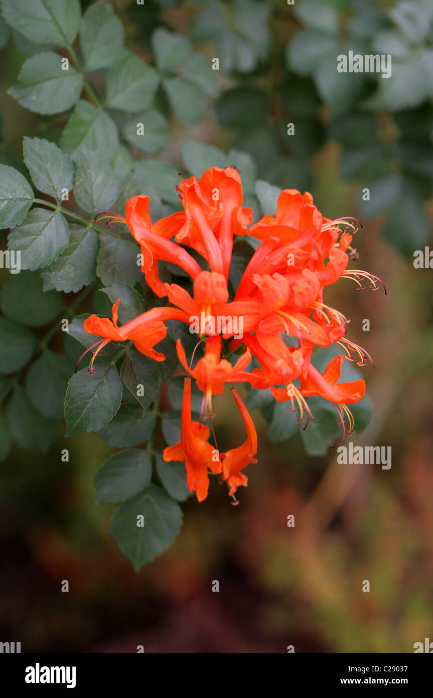 Cape Honeysuckle, capensis, Bignoniaceae, South Africa Stock Photo Alamy