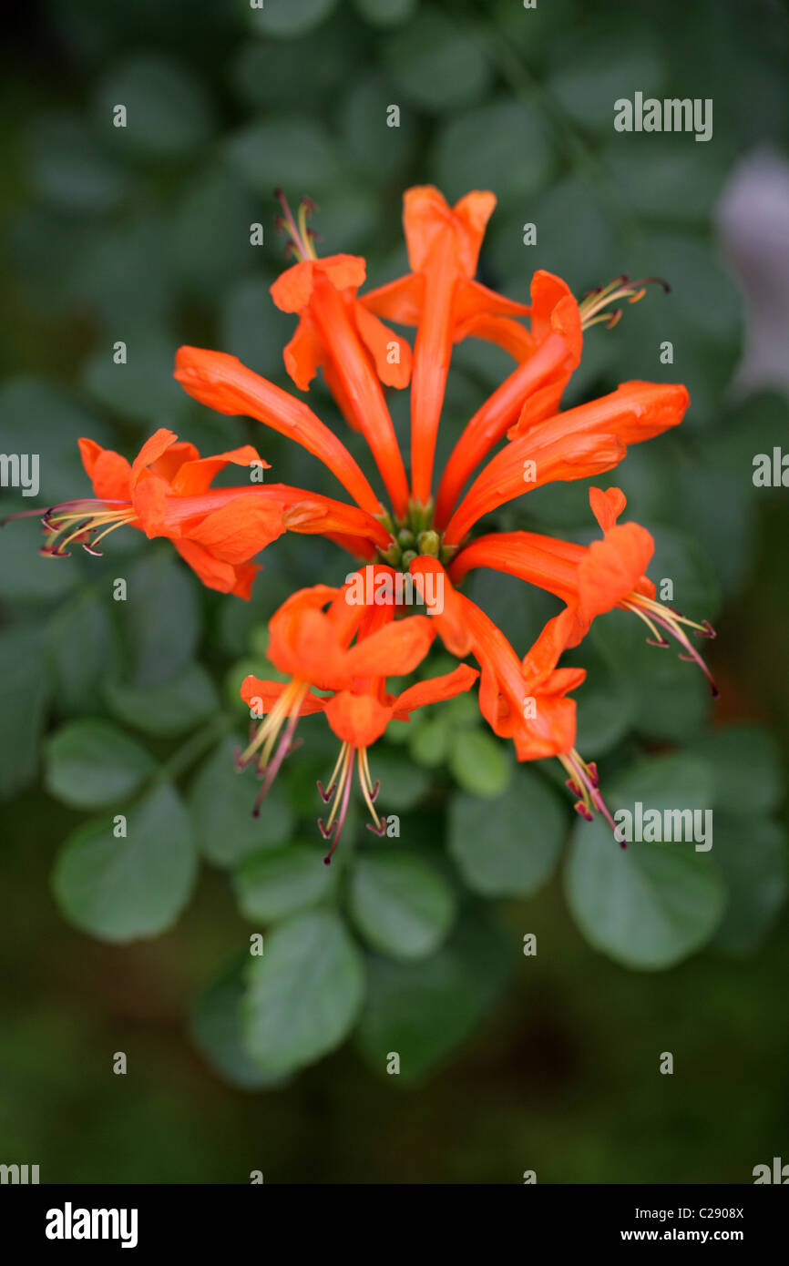 Cape honeysuckle capensis capensis hires stock photography