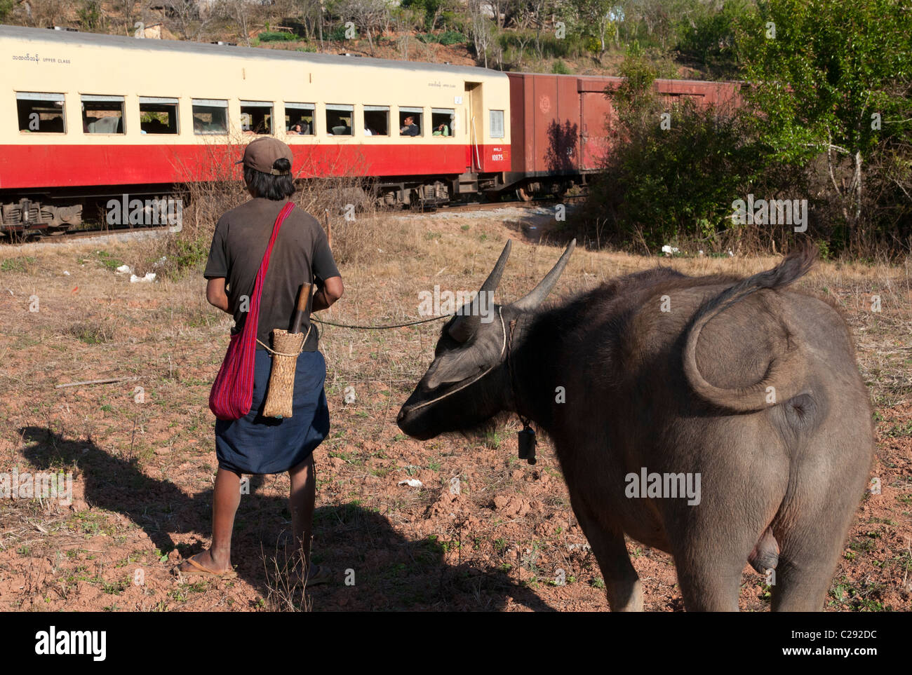 farmer wih buffalo watching the train passing. Shan Hills. Myanmar ...