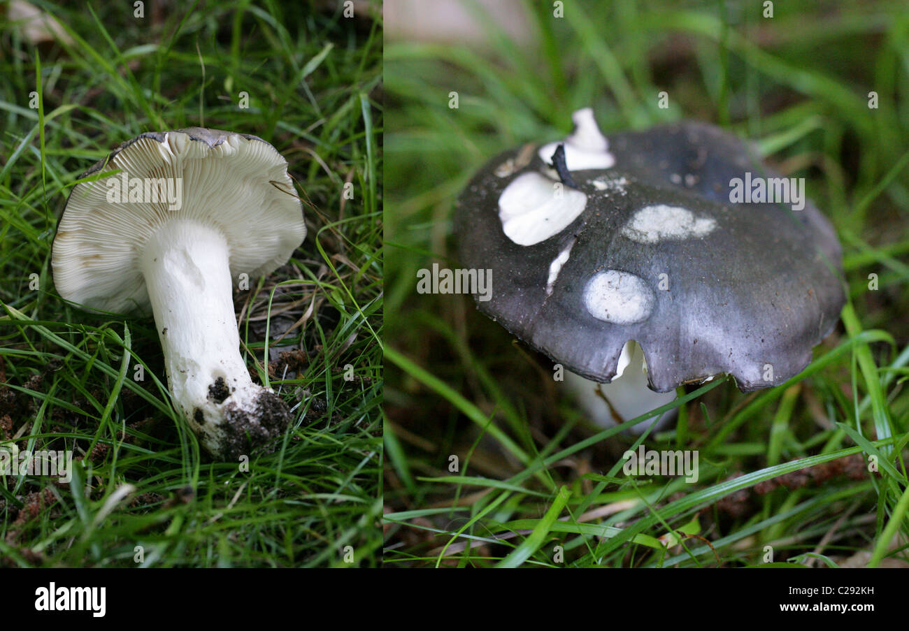 Charcoal Burner Fungus, Russula cyanoxantha, Russulaceae. September,  Hertfordshire, UK. A Common Mushroom. Composite Image Stock Photo - Alamy
