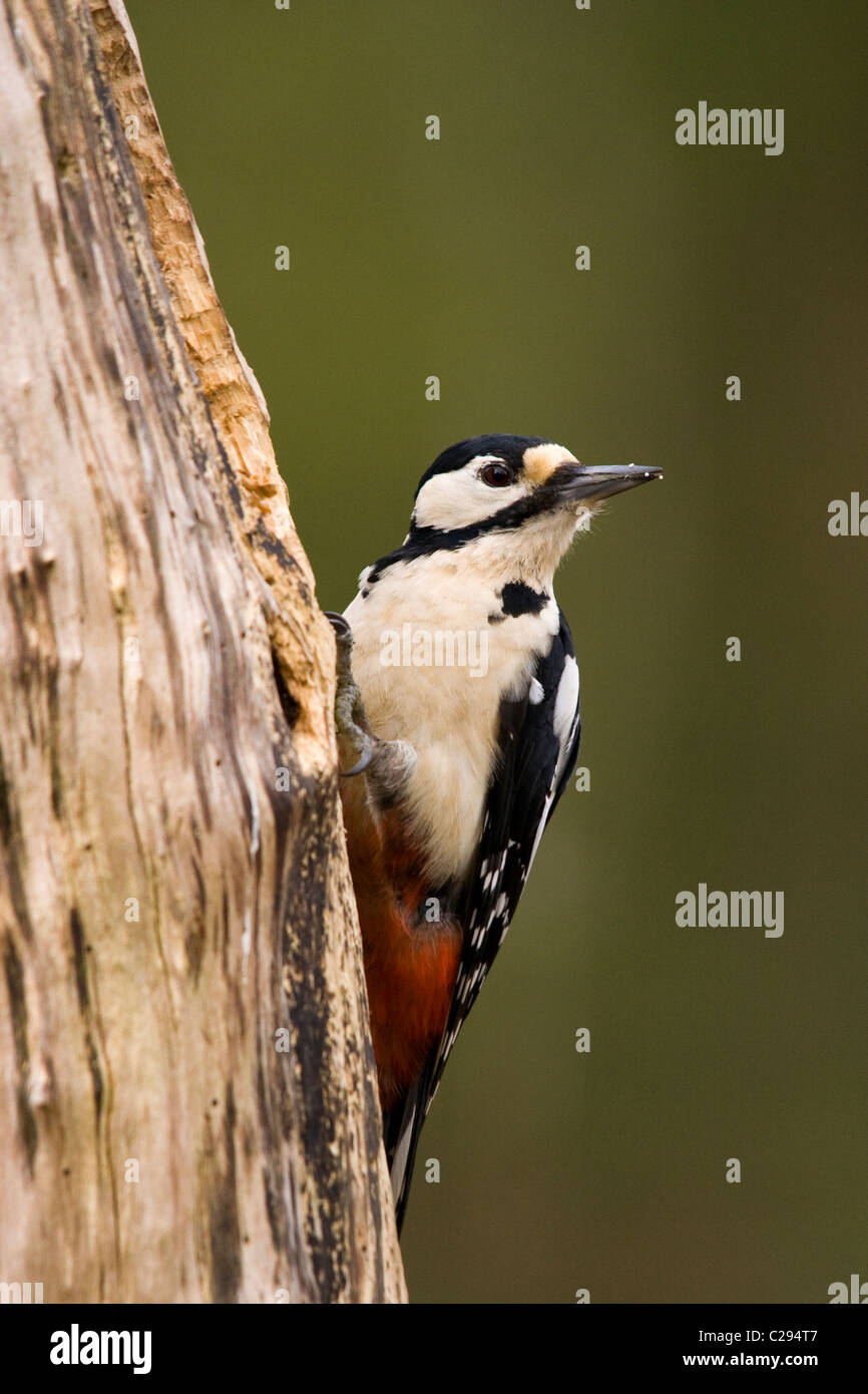 Female great spotted woodpecker hi-res stock photography and images - Alamy
