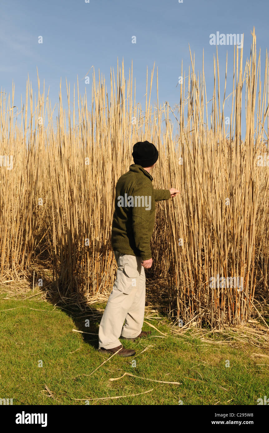 Man checking Elephant grass miscanthus and giving scale Ceredigion Wales Cymru UK GB Stock Photo