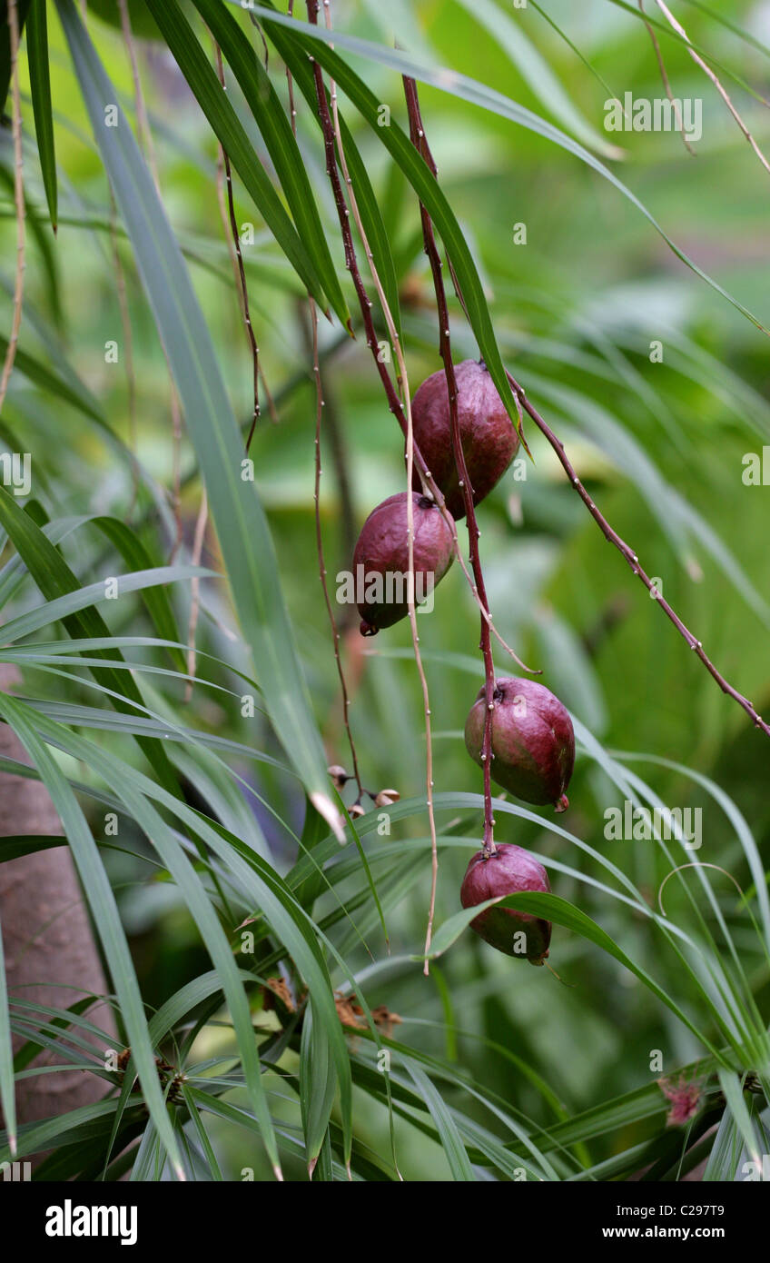 Powderpuff Tree, FishKiller Tree, Barringtonia racemosa