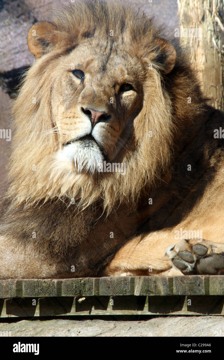 A close up of a beautiful male lion Stock Photo