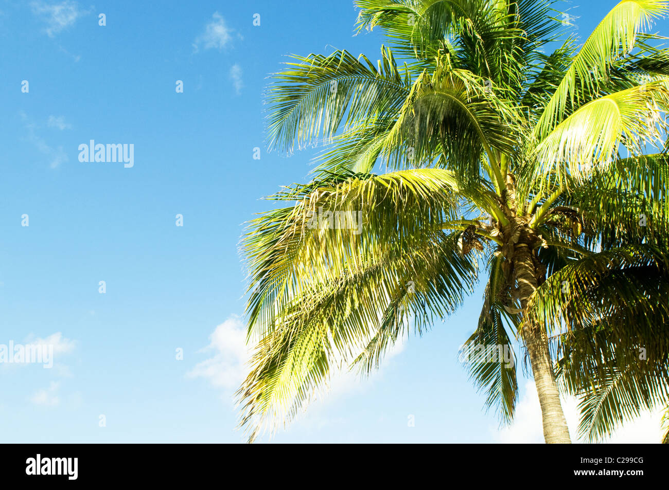 Palms trees on the beach during bright day Stock Photo - Alamy