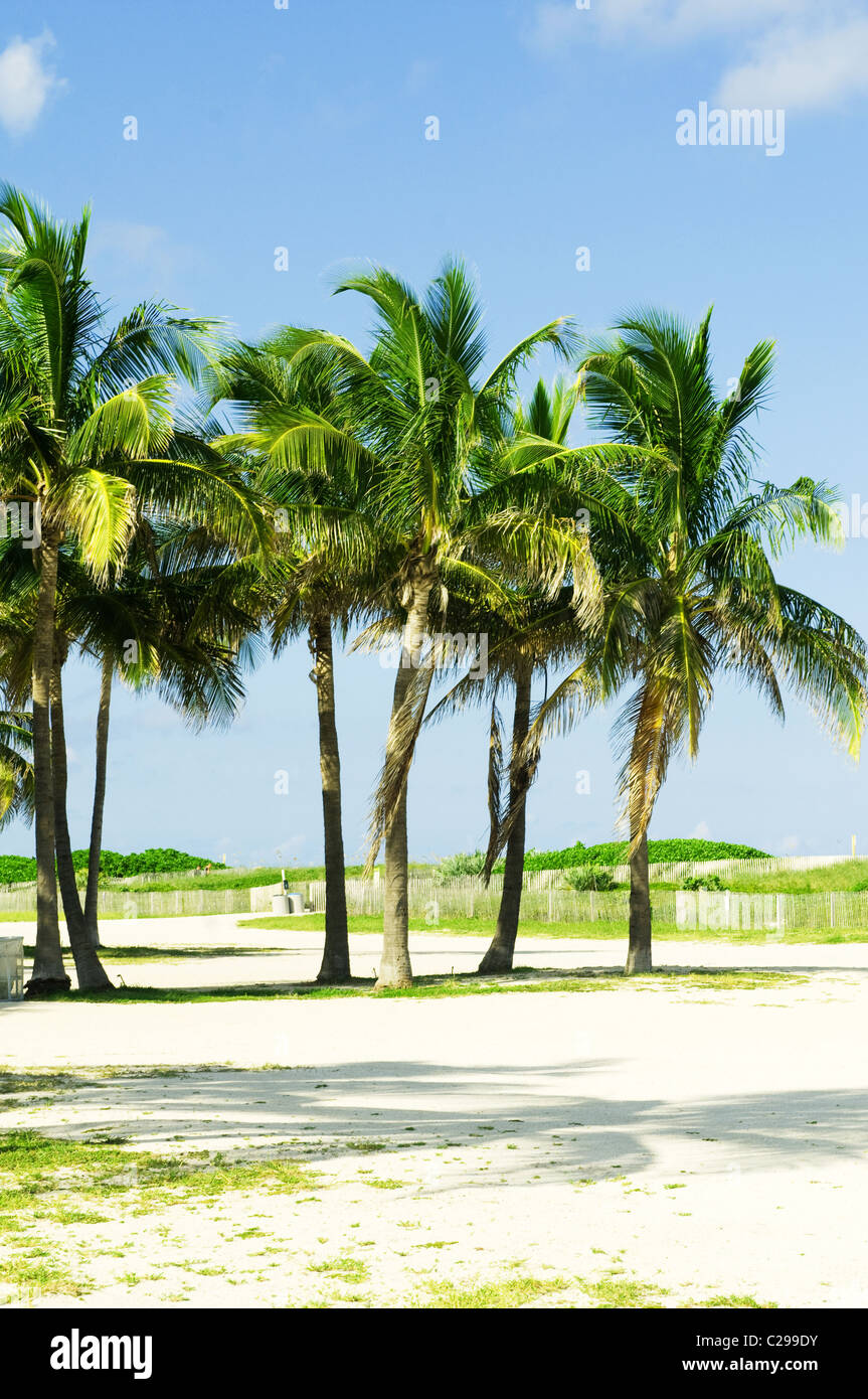 Palms trees on the beach during bright day Stock Photo - Alamy