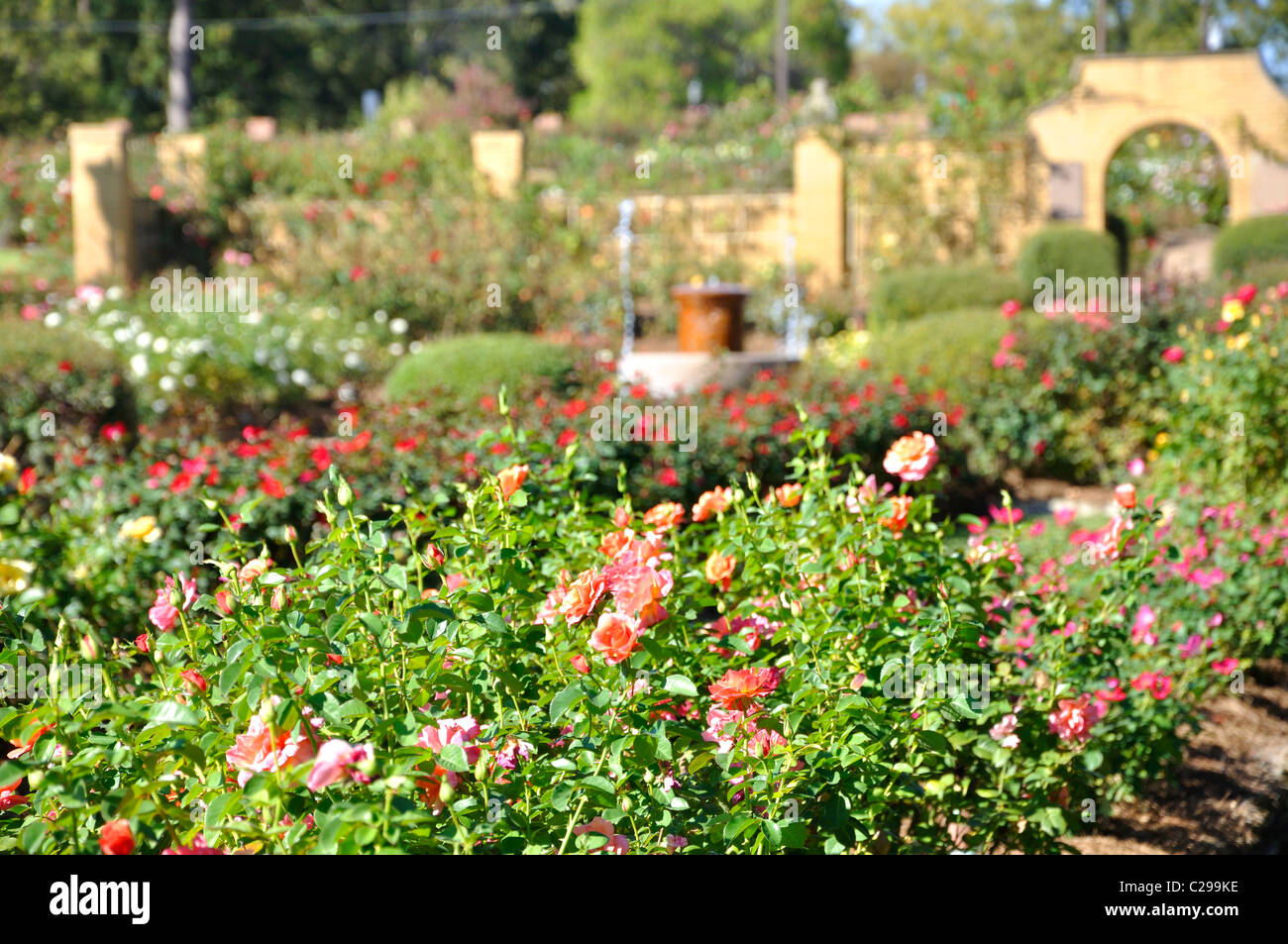 Rose Garden, Tyler, Texas largest rose garden in the US Stock Photo