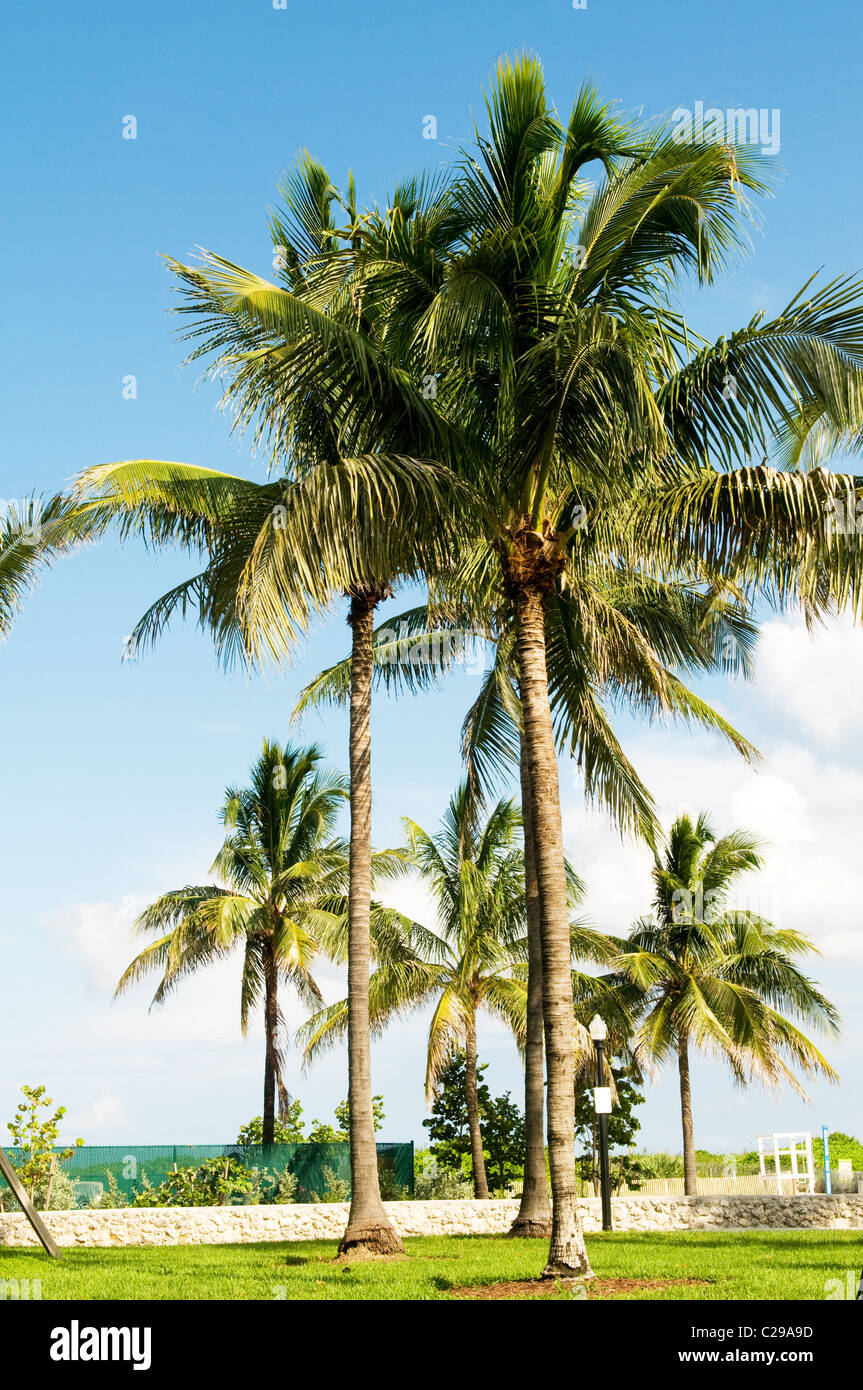 Palms trees on the beach during bright day Stock Photo - Alamy