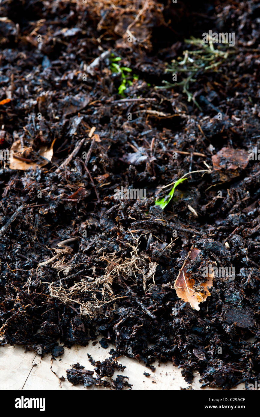 leaf mold leafmold home made garden composr soil dressing rich additive natural organic practical material leaves Stock Photo