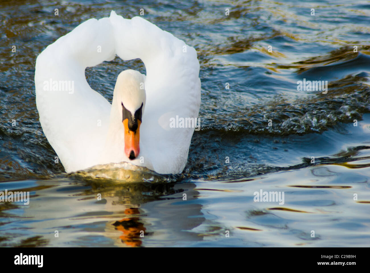 A front on photo of a mute swan (Cygnus Olor) swimming on a river Stock ...