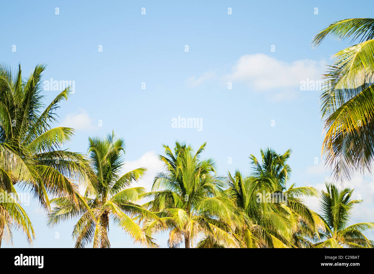 Palms trees on the beach during bright day Stock Photo - Alamy