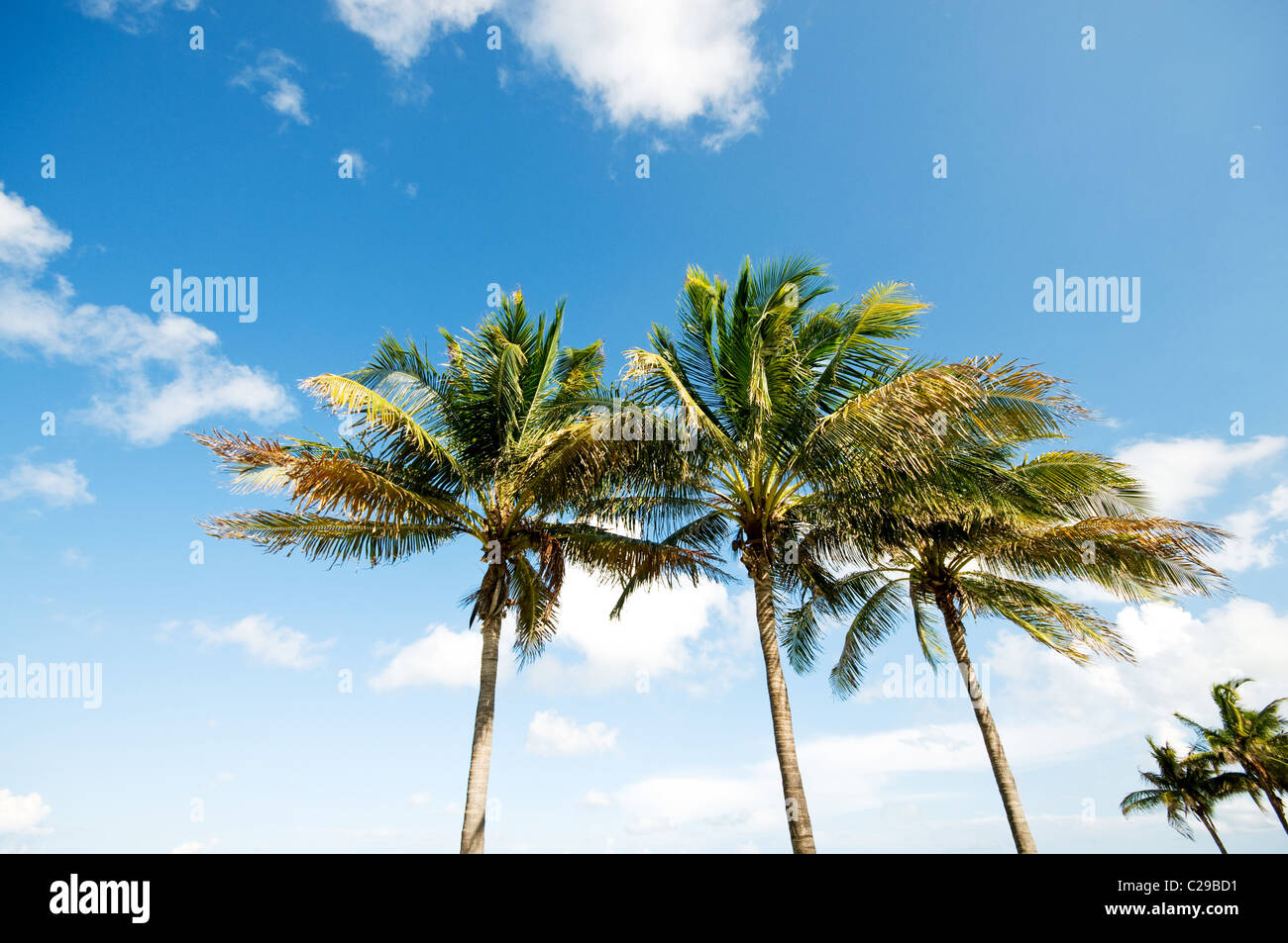 Palms trees on the beach during bright day Stock Photo - Alamy