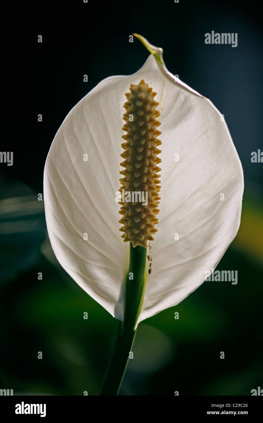 Peace lily, Cobra plant, Spathiphyllum wallisii Stock Photo