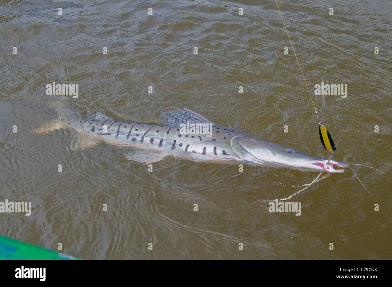 A big striped catfish caught on a spoon in a deep lagoon off the Rio Bita in Colombia's Amazon Basin. Stock Photo