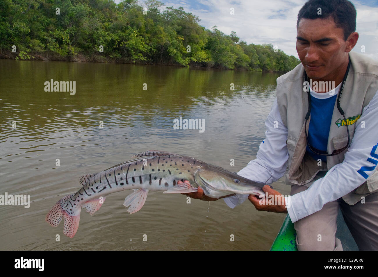 A guide lifts a big striped catfish caught in a deep lagoon off the Rio Bita in Colombia's Amazon Basin. Stock Photo