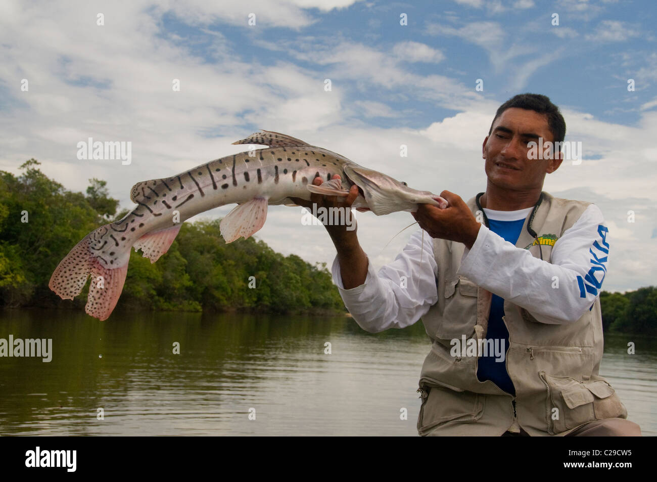 A guide lifts a big striped catfish caught in a deep lagoon off the Rio Bita in Colombia's Amazon Basin. Stock Photo