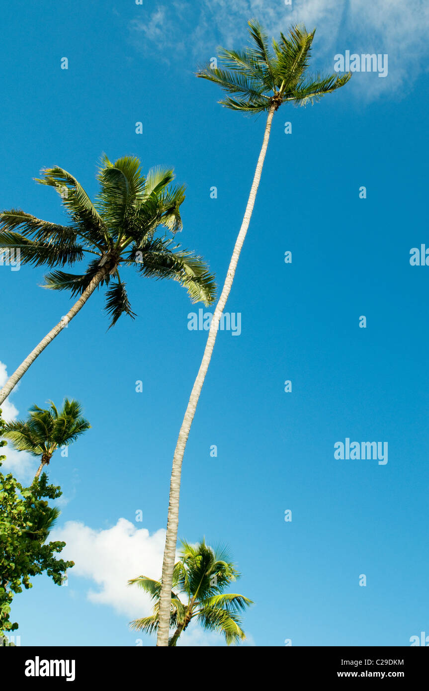 Palms trees on the beach during bright day Stock Photo - Alamy