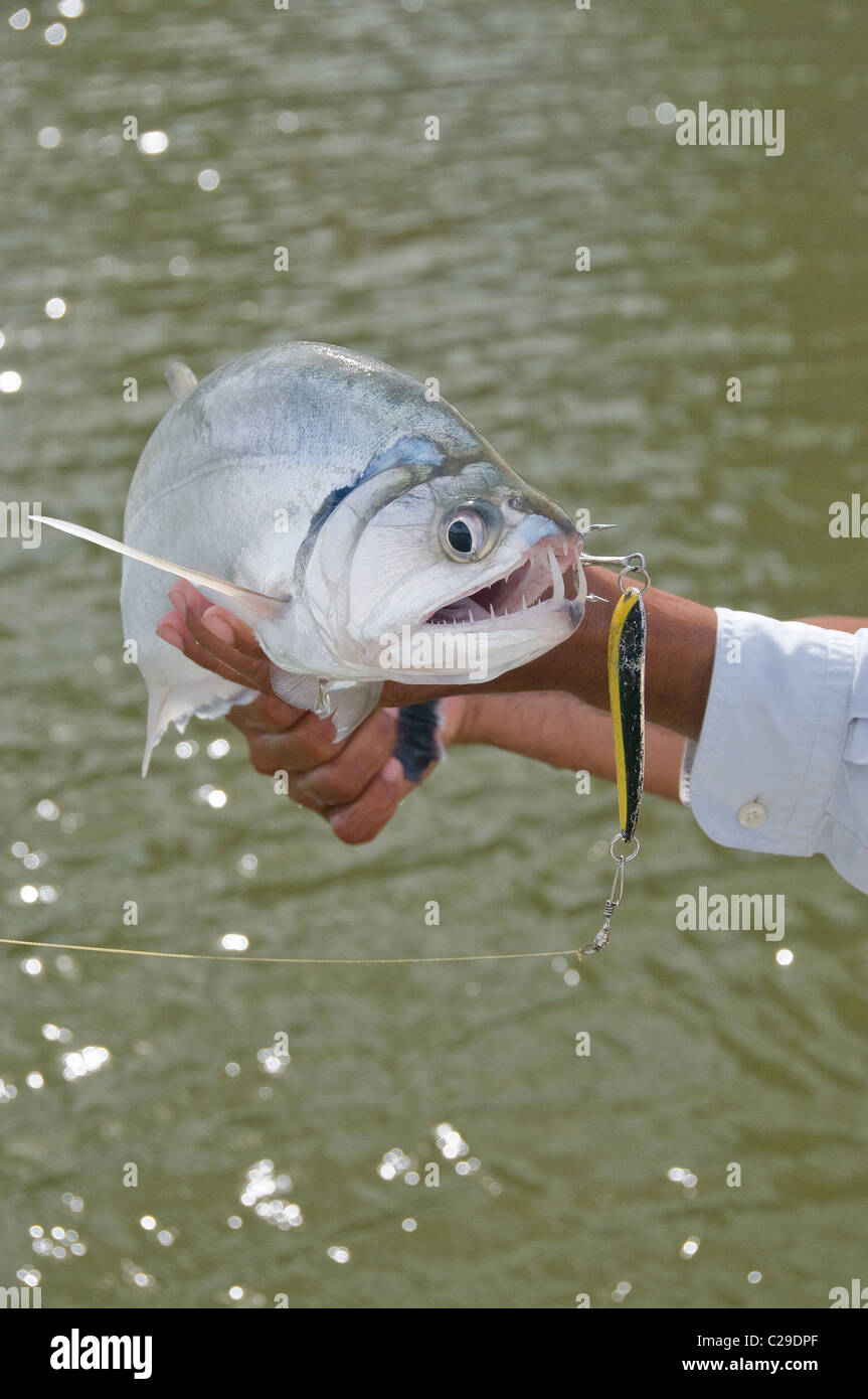 The payara in Colombia's Bita River readily strike spoons in rocky stretches of the Orinoco River tributary. Stock Photo