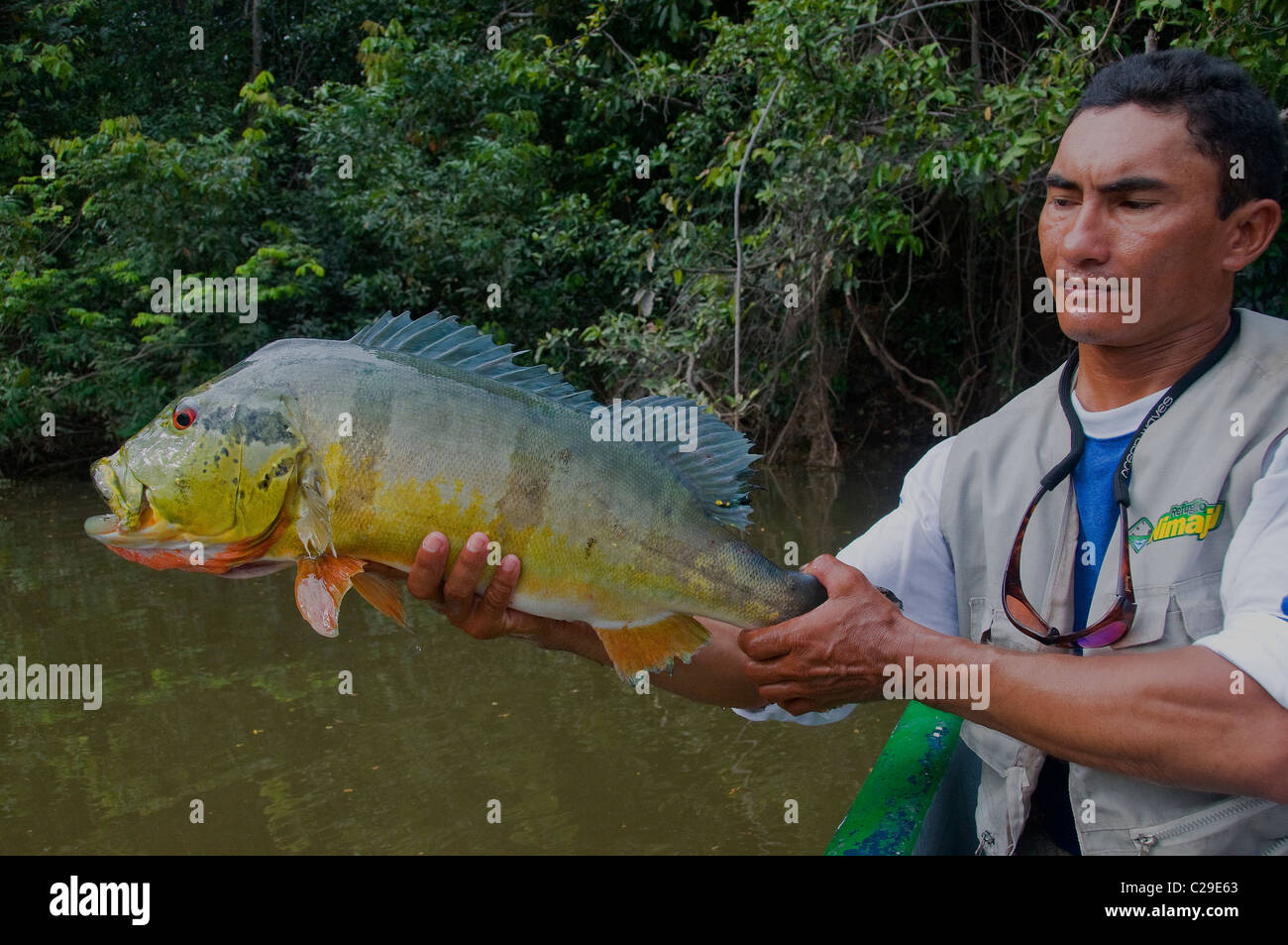 The big speckled peacock bass was caught from a Rio Bita lagoon and released in good condition. Stock Photo