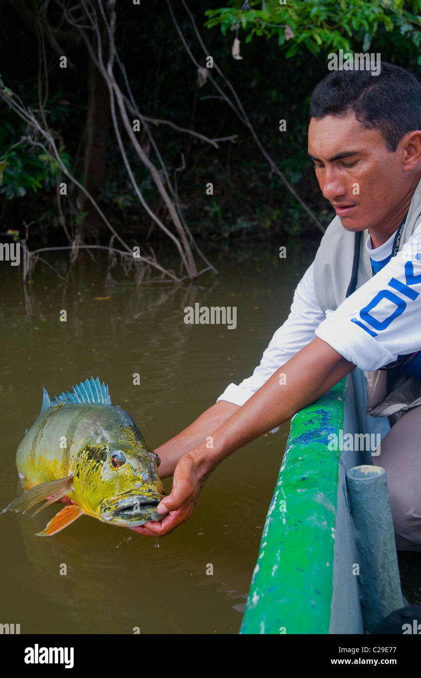 The big azule (blue) peacock bass was caught from a Rio Bita lagoon and released in good condition. Stock Photo