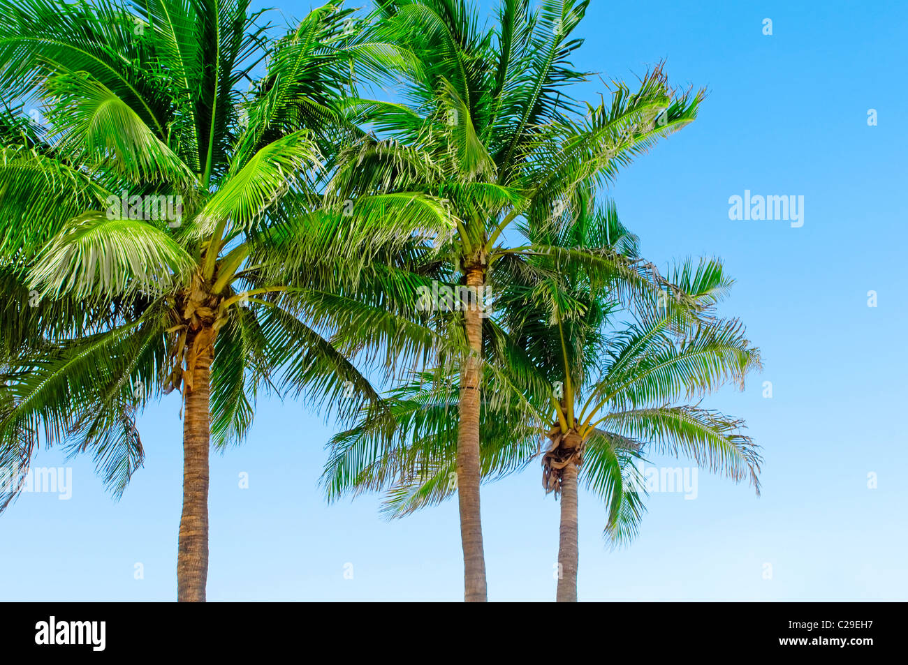 Palms trees on the beach during bright day Stock Photo - Alamy