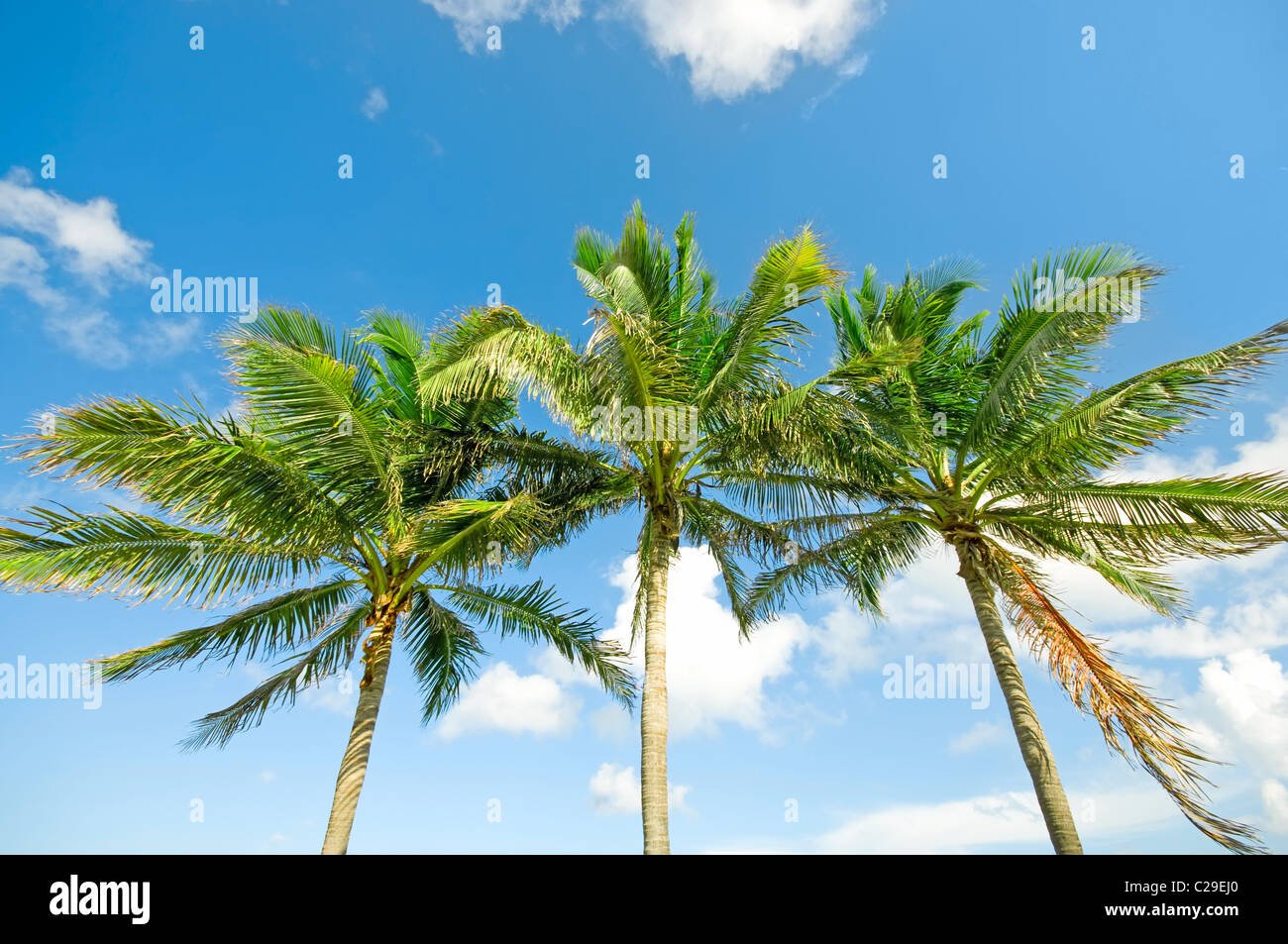 Palms trees on the beach during bright day Stock Photo - Alamy
