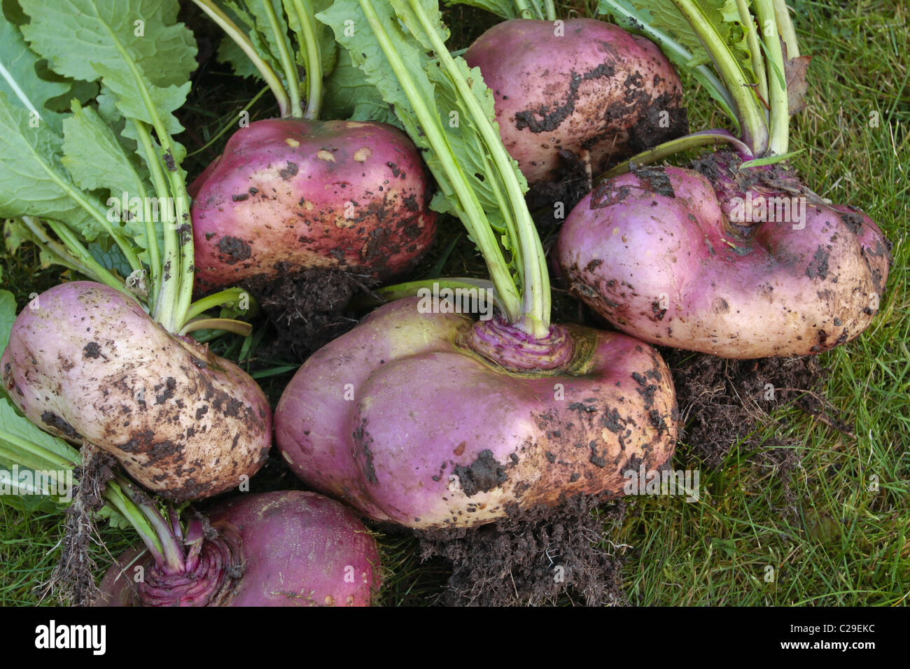 Group of turnips hires stock photography and images Alamy