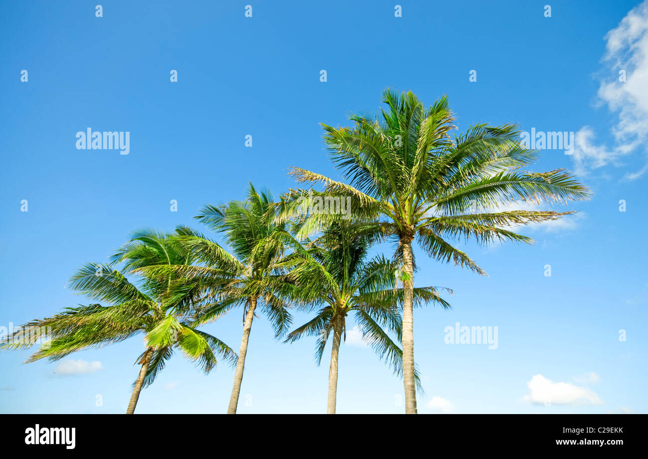 Palms trees on the beach during bright day Stock Photo - Alamy