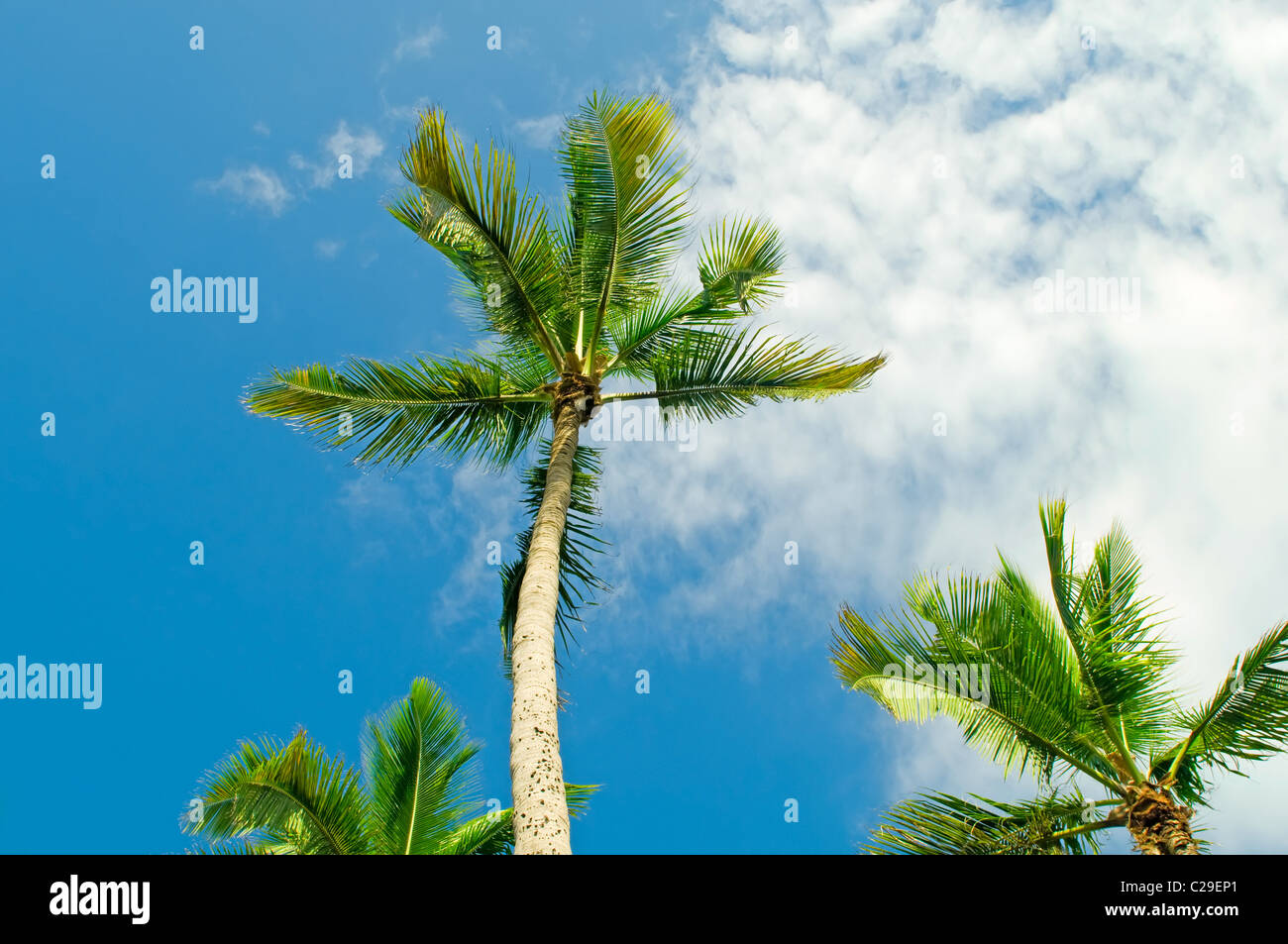 Palms trees on the beach during bright day Stock Photo - Alamy