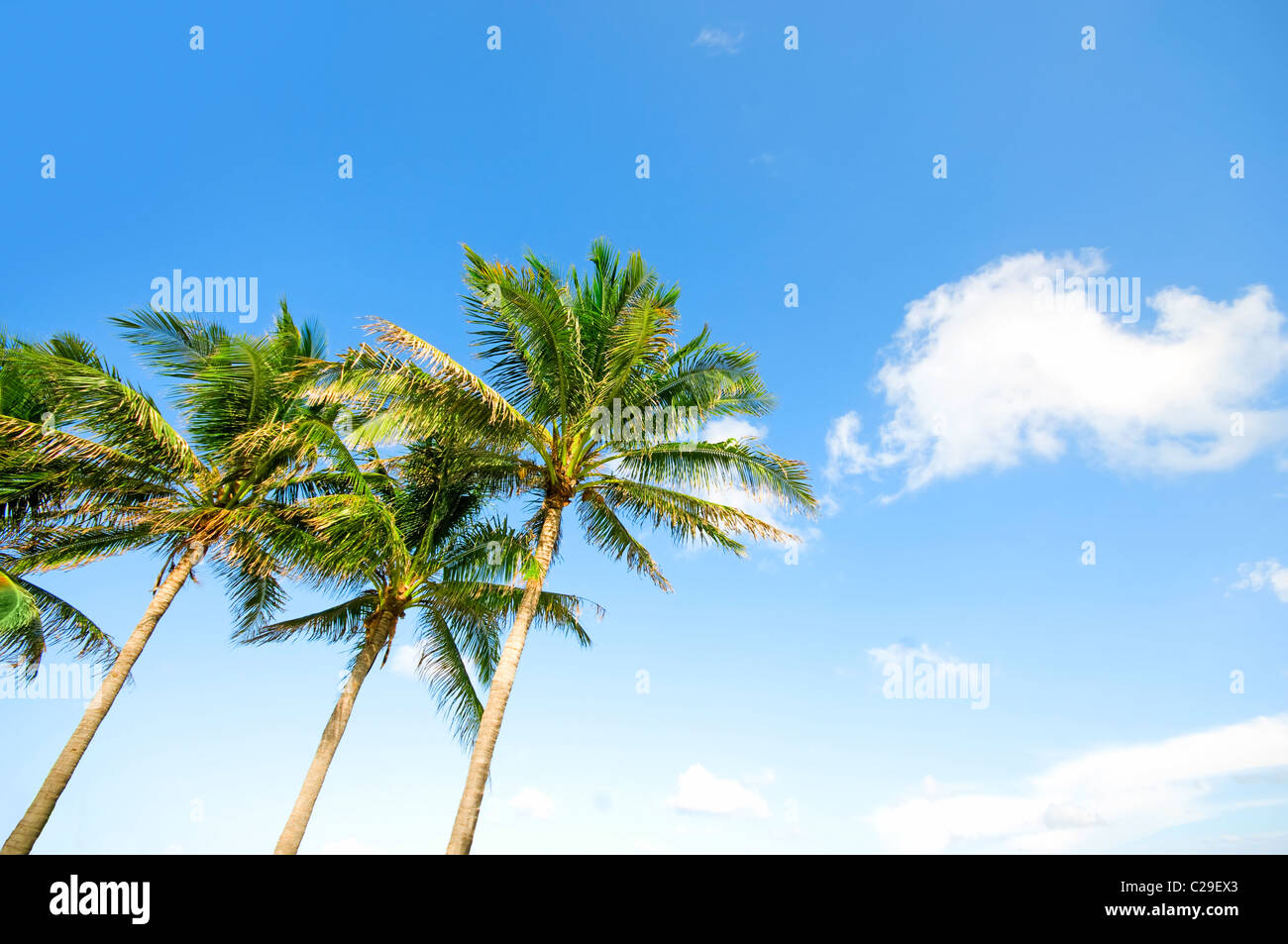 Palms trees on the beach during bright day Stock Photo - Alamy