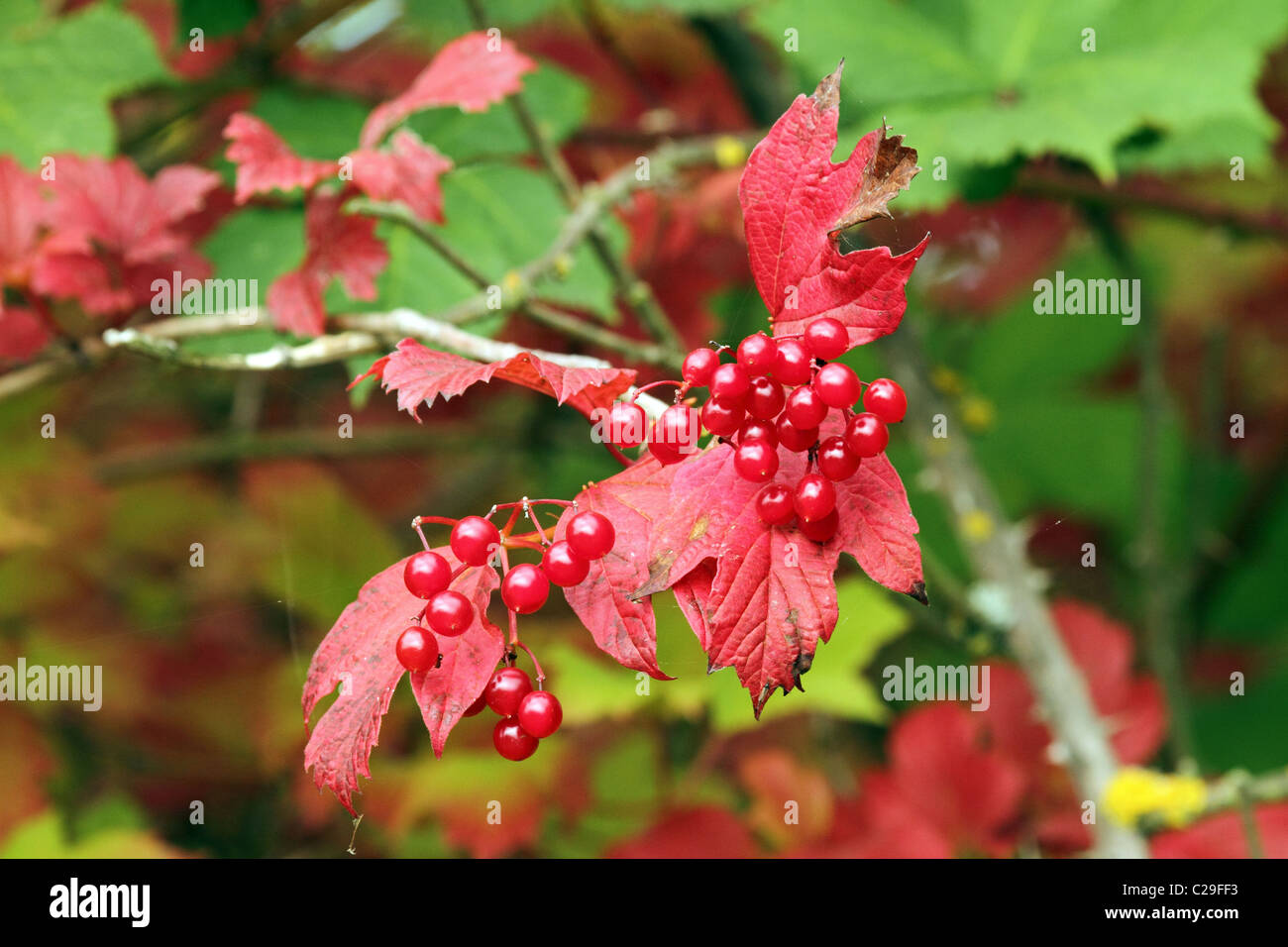 guelder-rose-viburnum-opulus-berries-and-leaves-autumn-stock-photo