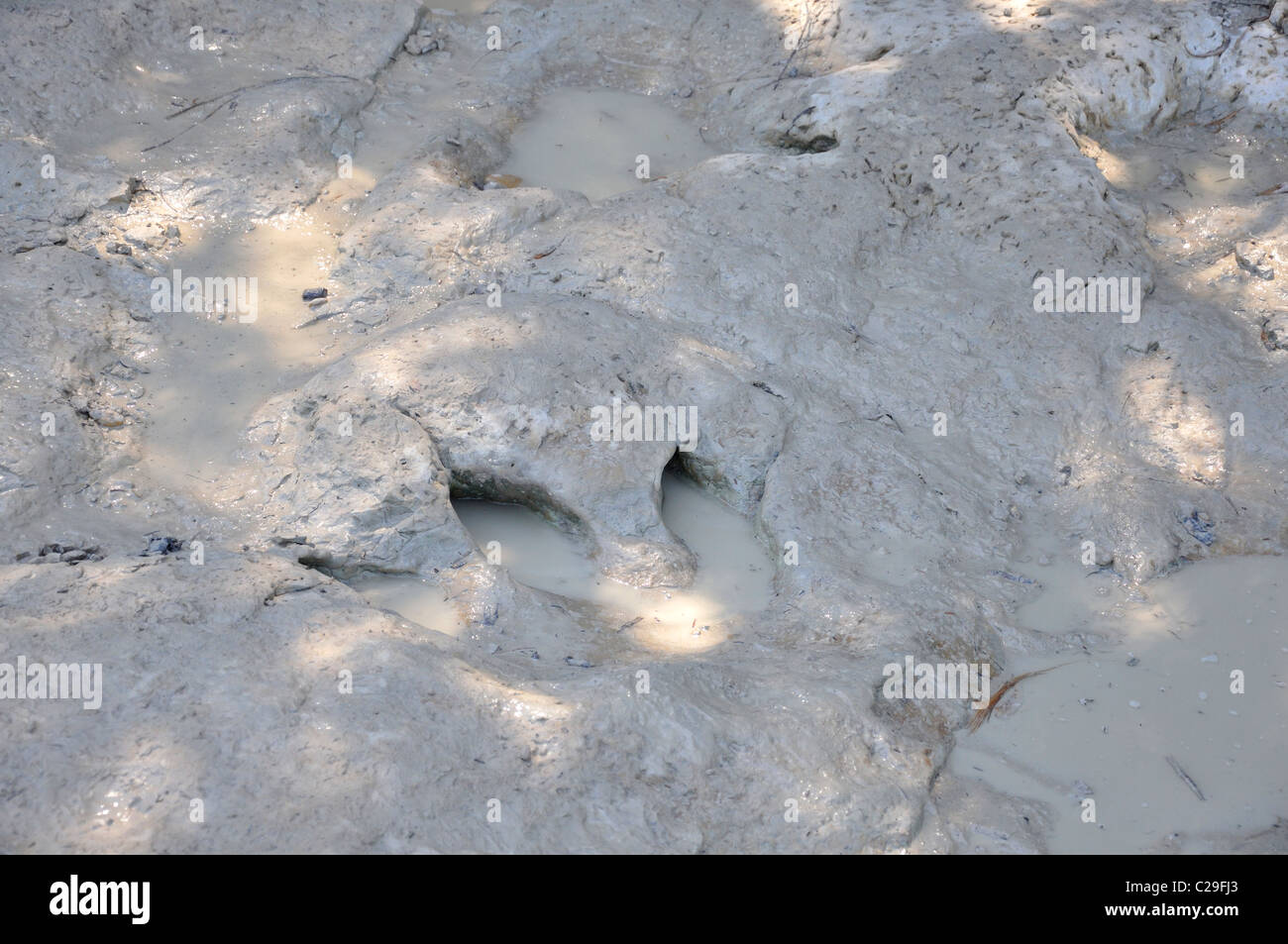 Dinosaur Valley State Park, Glen Rose, Texas, USA fossilized dinosaur