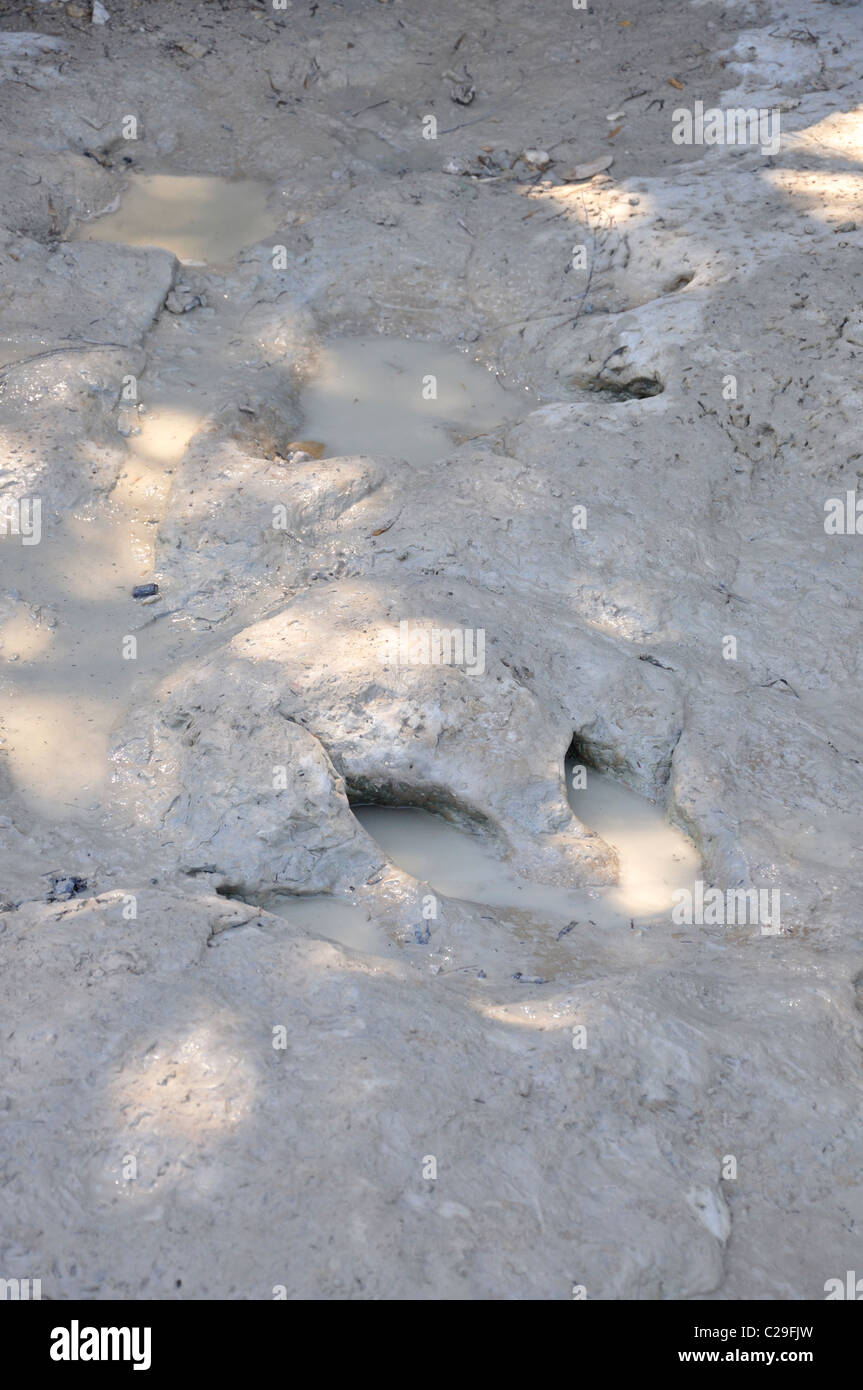 Dinosaur Valley State Park, Glen Rose, Texas, USA fossilized dinosaur