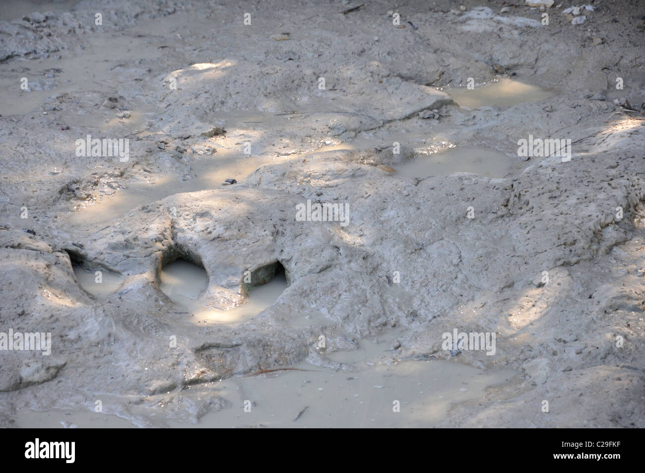 Dinosaur Valley State Park, Glen Rose, Texas, USA fossilized dinosaur