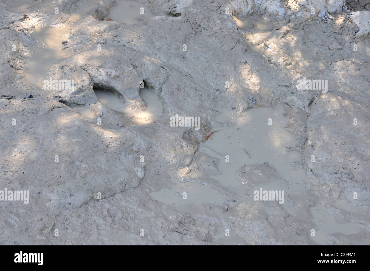 Dinosaur Valley State Park, Glen Rose, Texas, USA fossilized dinosaur