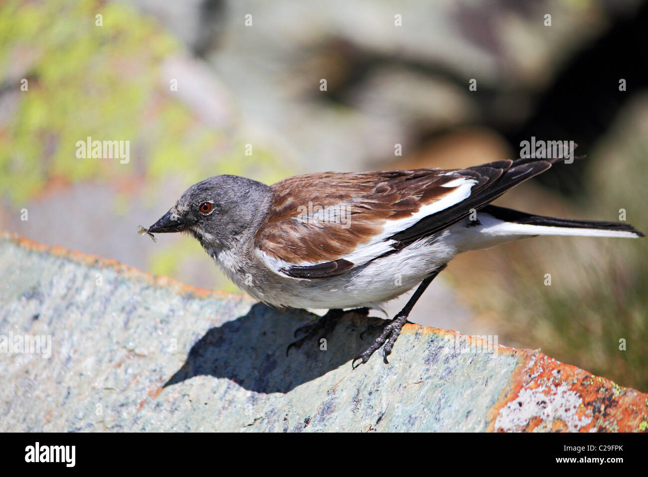 european Snowfinch sits on a stone and eats insect Stock Photo