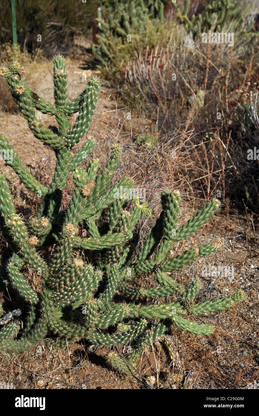 Cane Cholla Cactus (Cylindropuntia imbricata) - California, USA Stock Photo