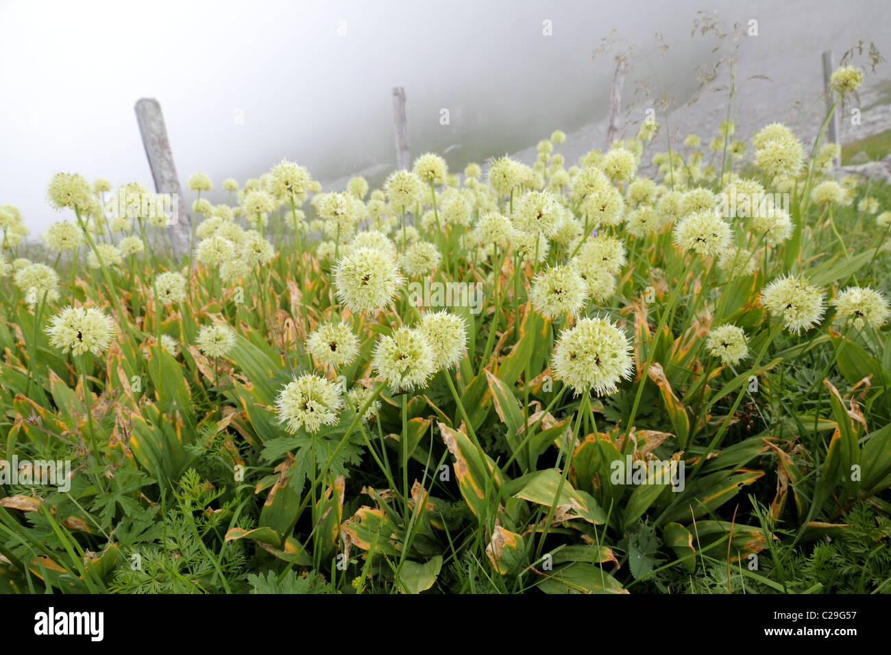 mountain meadow on a foggy ridge covered with victory onion flowers Stock Photo