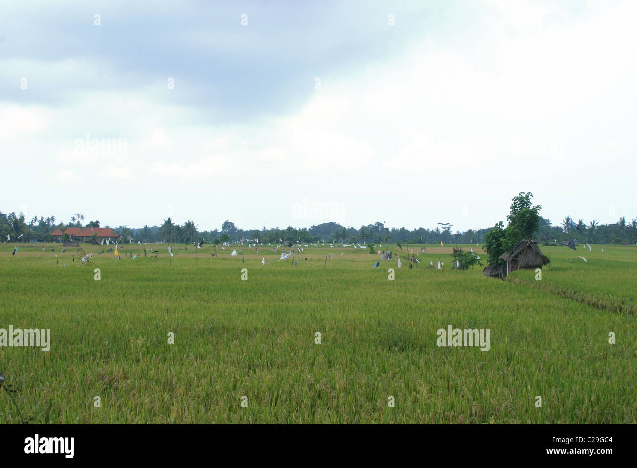 Ubud Rice Patty Rice patty field in Ubud, Bali Stock Photo - Alamy