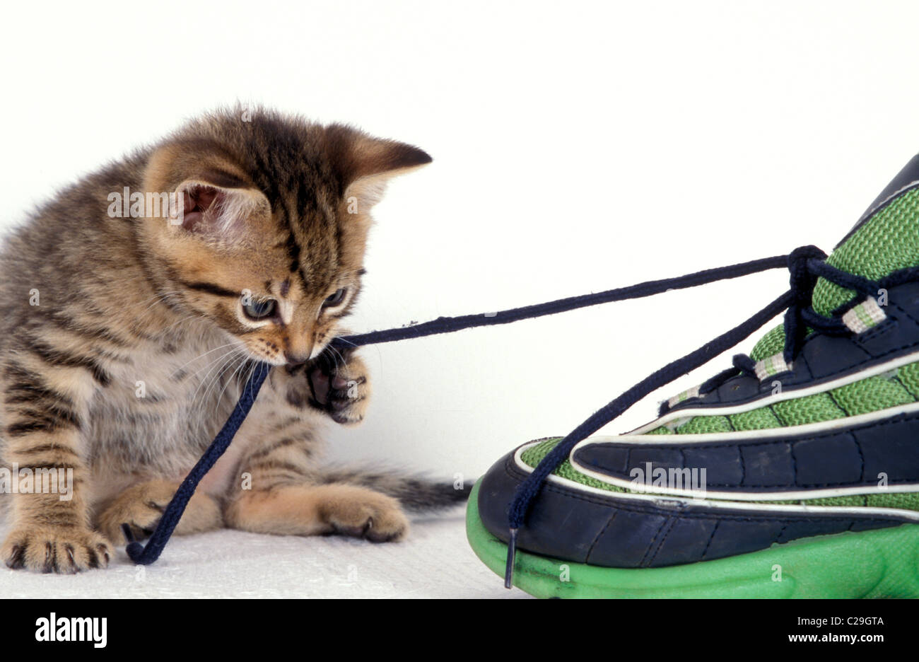 Cat hotsell boot laces