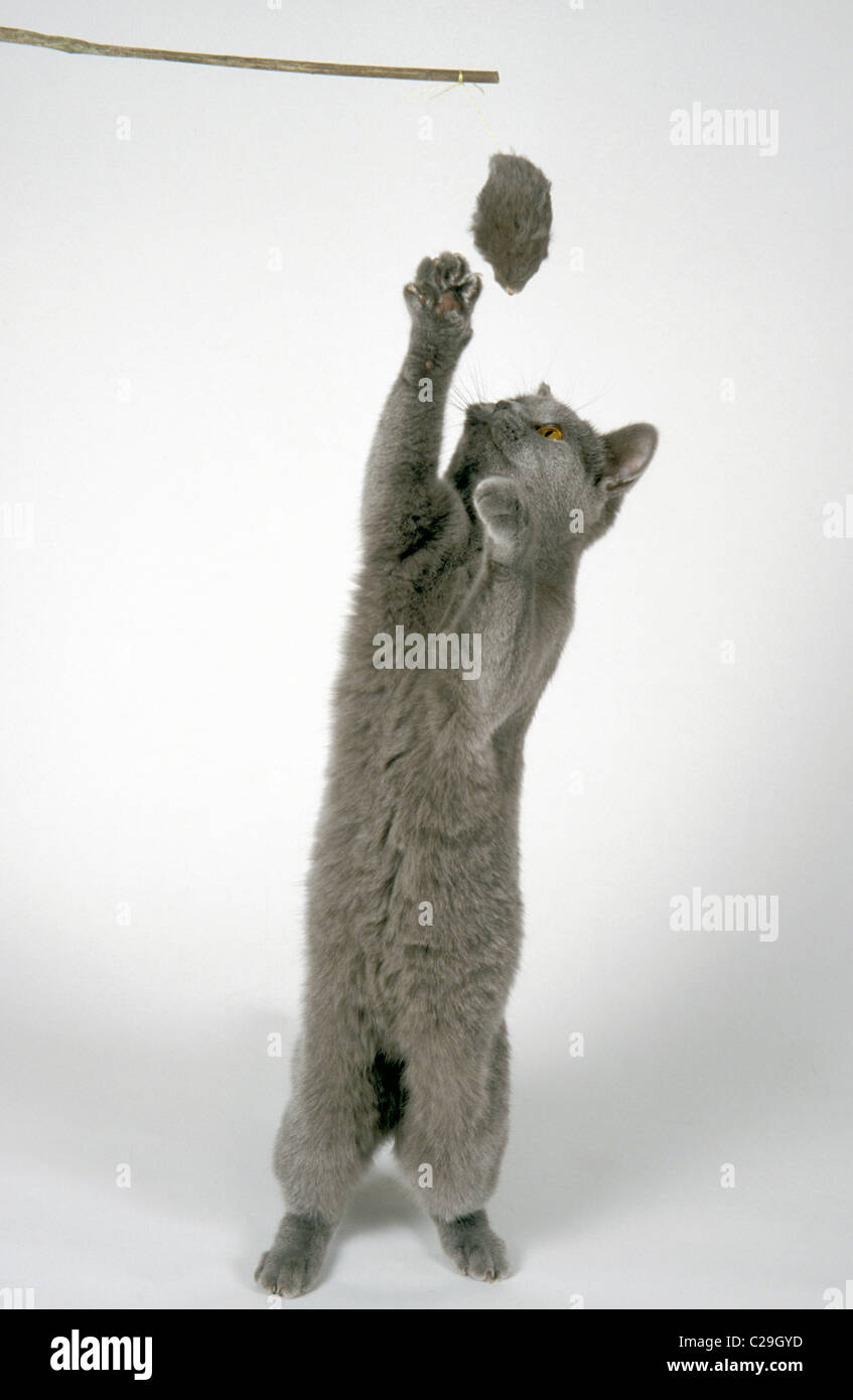 British blue short hair cat jumping up to catch toy mouse Stock Photo