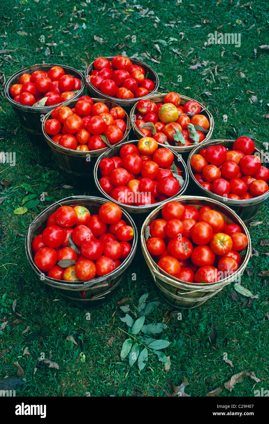 Close up of tomatoes background hi-res stock photography and images - Alamy