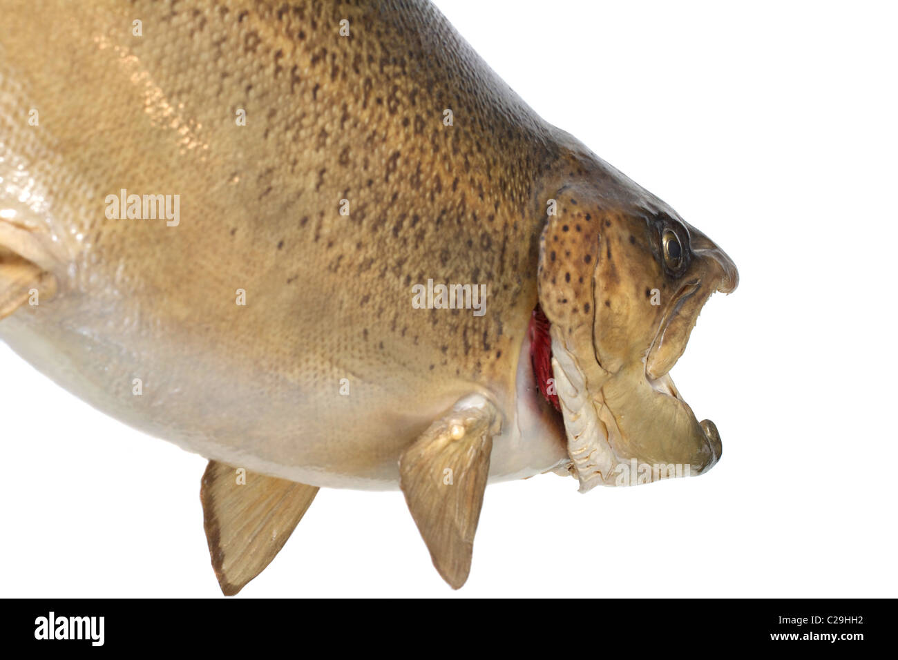Large male Brown Trout. Ready to take the bait or eat a fish! Stock
