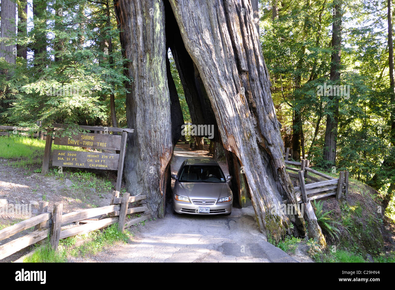 Drive Through Redwood Trees Yosemite