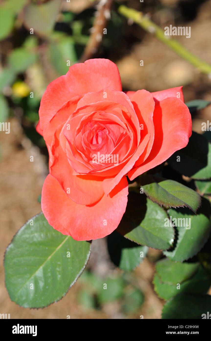 Artistry rose hi-res stock photography and images - Alamy