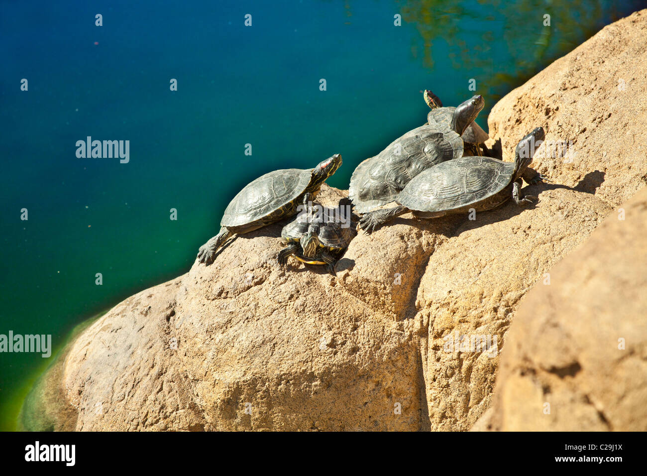 Jumbo red ear slider turtles basking in sun on rocks near lake. © Myrleen Pearson Stock Photo